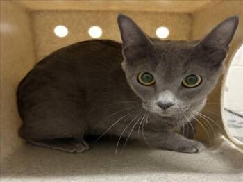 MESSENGER -  Domestic Short Hair Cat for Adoption in Derwood, Maryland - MESSENGER | PetCurious
