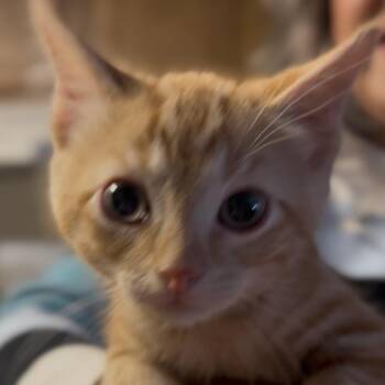 Garfield -  Domestic Short Hair Cat for Adoption in Midland, Texas - Garfield | PetCurious
