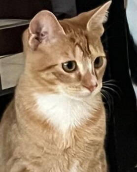 Rescue American Shorthair Cats for Adoption in Oakland Park, Florida - Paolo - PetSmart Aventura | PetCurious