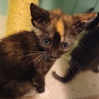Madonna -  Domestic Short Hair Cat for Adoption in Cumming, Georgia - Madonna | PetCurious