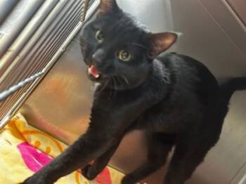 Rescue Domestic Short Hair Cats for Adoption in Longmont, Colorado - Andromeda | PetCurious