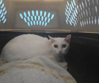 Domestic Long Hair Cats Available for Adoption in Houston, Texas - QUEEN | PetCurious
