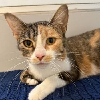 Rescue Domestic Short Hair Cats for Adoption in Lansing, Michigan - Pixel | PetCurious