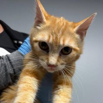 Domestic Short Hair Cats Available for Adoption in Watertown, New York - Papaya | PetCurious