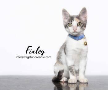 Finley -  Dilute Calico and Domestic Short Hair Cat for Adoption in Houston, Texas - Finley | PetCurious