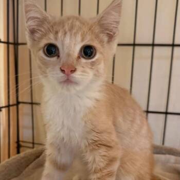 Oliver -  Domestic Short Hair Cat for Adoption in New York, New York - Oliver | PetCurious
