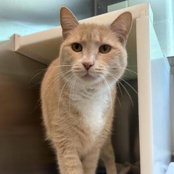 SADIE -  Domestic Short Hair Cat for Adoption in Barnstable, Massachusetts - SADIE | PetCurious