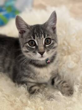 Lily and Alie -  Domestic Short Hair Cat for Adoption in Clayton, New Jersey - Lily And Alie | PetCurious