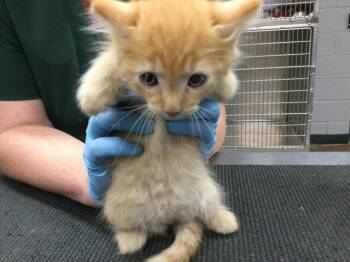Rescue Domestic Short Hair Cats for Adoption in Thousand Palms, California - ASTER | PetCurious