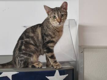 Rescue Domestic Short Hair Cats for Adoption in Brighton, Michigan - Quasar | PetCurious