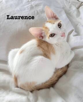 Rescue Domestic Short Hair Cats for Adoption in Gun Barrel City, Texas - Laurence | PetCurious