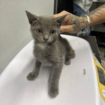 Bonnie -  Domestic Short Hair Cat for Adoption in Tampa, Florida - Bonnie | PetCurious