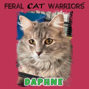 Domestic Medium Hair Cats Available for Adoption in Kingman, Arizona - Daphne | PetCurious