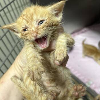 Melina -  Domestic Short Hair Cat for Adoption in Birmingham, Alabama - Melina | PetCurious