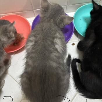 Macintosh 2026 -  Domestic Short Hair Cat for Adoption - Macintosh 2026 | PetCurious