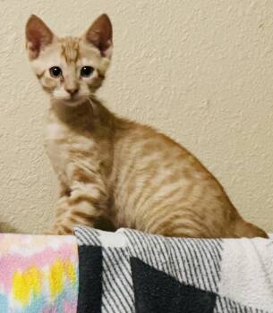 Dixon -  Tabby and American Bobtail Cat for Adoption in Pensacola, Florida - Dixon | PetCurious