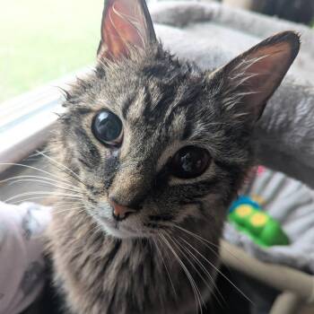 Domestic Medium Hair Cats Available for Adoption in Bloomington, Illinois - Periscope | PetCurious