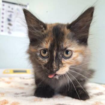 Feijoada -  Domestic Long Hair Cat for Adoption in Cumming, Georgia - Feijoada | PetCurious
