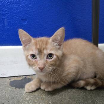 Domestic Short Hair Cats Available for Adoption in Los Angeles, California - Clementine | PetCurious