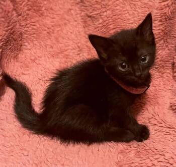 Domestic Short Hair Cats Available for Adoption in Columbia, South Carolina - Fendi | PetCurious