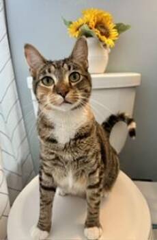 Agnatha and Frida -  Domestic Short Hair Cat for Adoption in Fairfax, Virginia - Agnatha And Frida | PetCurious