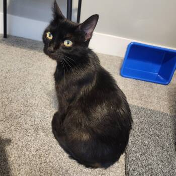 Rescue Domestic Short Hair Cats for Adoption in Lincoln, Nebraska - Agnus | PetCurious