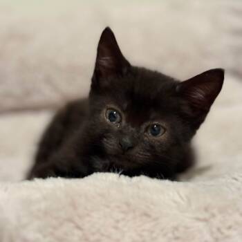 Rescue Domestic Short Hair Cats for Adoption in Bel Air, Maryland - Zurich | PetCurious