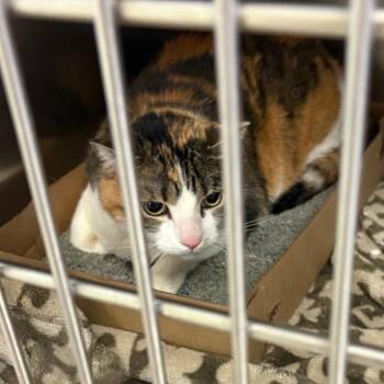 Cinnamon -  Domestic Short Hair Cat for Adoption in Royse City, Texas - Cinnamon | PetCurious