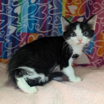 Domestic Short Hair Cats Available for Adoption - Boo | PetCurious