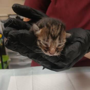 Barnaby -  Domestic Short Hair Cat for Adoption in York, Pennsylvania - Barnaby | PetCurious