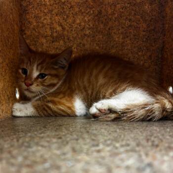 Domestic Short Hair Cats Available for Adoption in Memphis, Tennessee - Yimi | PetCurious