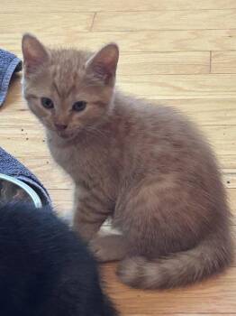 Wilie -  Domestic Short Hair Cat for Adoption in Buford, Georgia - Wilie | PetCurious