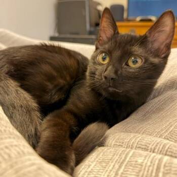 Poppy -  Domestic Medium Hair Cat for Adoption in Pleasanton, California - Poppy | PetCurious