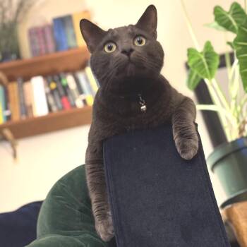 Domestic Short Hair Cats Available for Adoption in Los Angeles, California - Fendi | PetCurious
