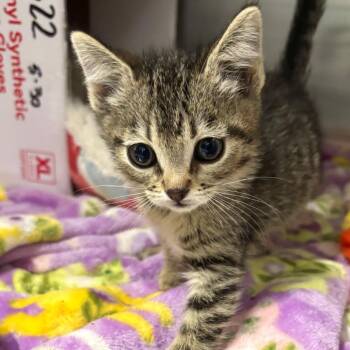 Solo -  Domestic Short Hair Cat for Adoption in Taos, New Mexico - Solo | PetCurious