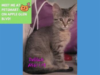 DELILAH -  Domestic Short Hair Cat for Adoption in Fort Wayne, Indiana - DELILAH | PetCurious