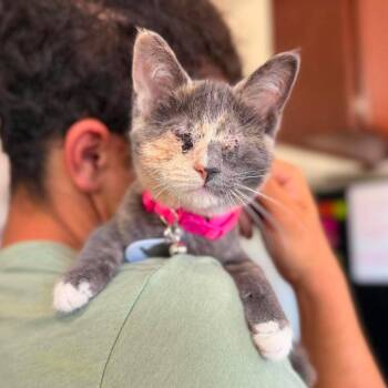 Helen -  Domestic Short Hair Cat for Adoption in Ramona, California - Helen | PetCurious