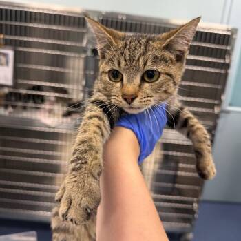 Kota -  American Shorthair Cat for Adoption in Greensboro, North Carolina - Kota | PetCurious