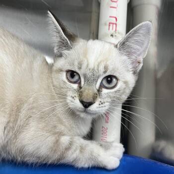 Cannon -  American Shorthair Cat for Adoption in Palm Springs, California - Cannon | PetCurious