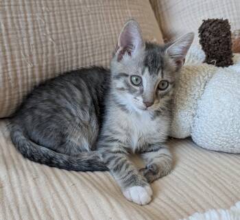 Rescue Domestic Short Hair Cats for Adoption in East Hanover, New Jersey - Charlie | PetCurious