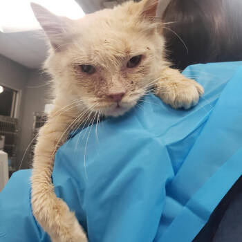 Rescue Domestic Medium Hair Cats for Adoption in Salt Lake City, Utah - Sade | PetCurious