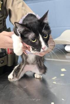 Surat -  Domestic Short Hair Cat Available for Adoption in Evansville, Indiana - Surat | PetCurious