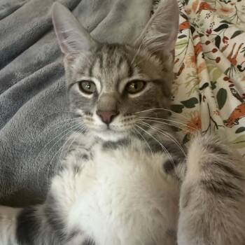 Coriander -  Tabby and Domestic Short Hair Cat for Adoption in Gladstone, Oregon - Coriander | PetCurious
