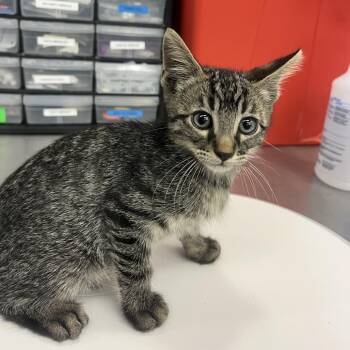 Namco -  Domestic Short Hair Cat for Adoption in Los Angeles, California - Namco | PetCurious