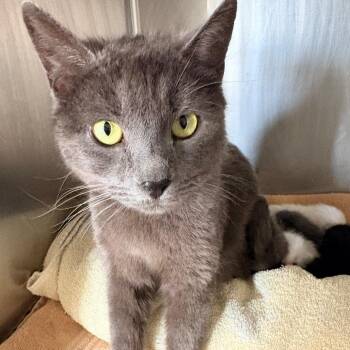 Domestic Short Hair Cats Available for Adoption in Blackfoot, Idaho - April | PetCurious