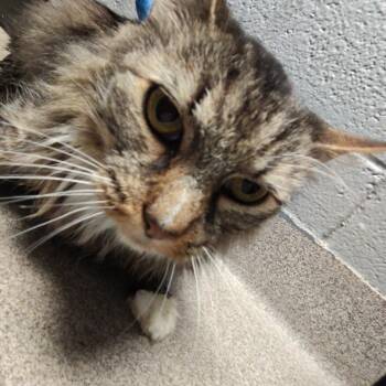 Miley -  Domestic Medium Hair Cat for Adoption in Allentown, Pennsylvania - Miley | PetCurious