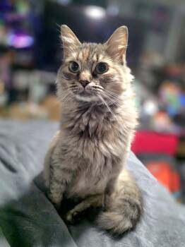 Plum- Tripod kitty -  Domestic Long Hair Cat for Adoption in Lincoln, Nebraska - Plum- Tripod Kitty | PetCurious