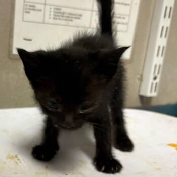 Ash -  Domestic Short Hair Cat for Adoption in Yuma, Arizona - Ash | PetCurious