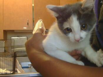 Rescue Domestic Short Hair Cats for Adoption in Sacramento, California - A904140 | PetCurious