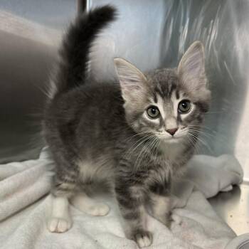 Dat Boi -  Domestic Short Hair Cat for Adoption in Palm Springs, California - Dat Boi | PetCurious